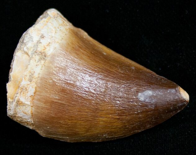 Mosasaur Tooth - Cretaceous Reptile #11212